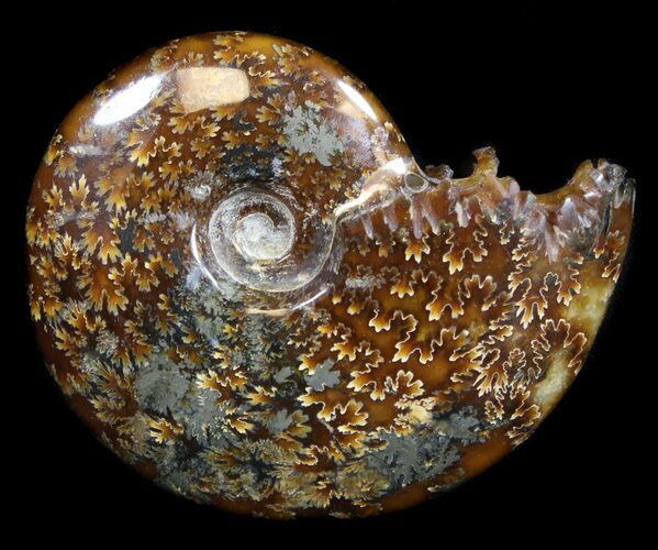 Cleoniceras Ammonite Fossil - Madagascar #36722